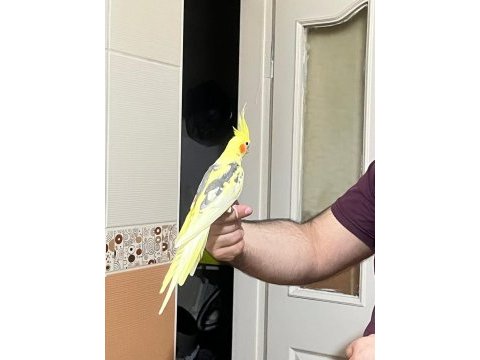 1,5 yaşında erkek sultan papağanı