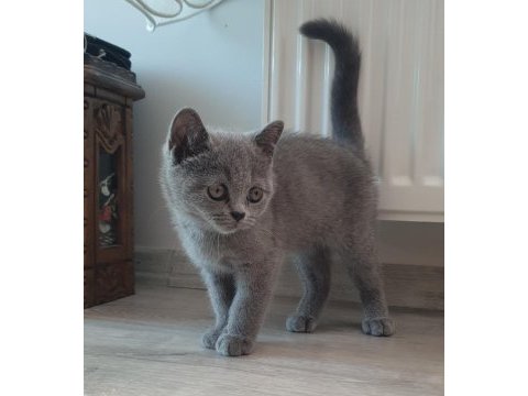British shorthair yavru