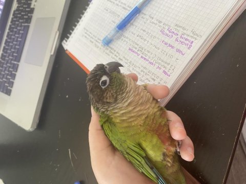 Ücretsiz yeşil yanaklı konur sahiplendirme