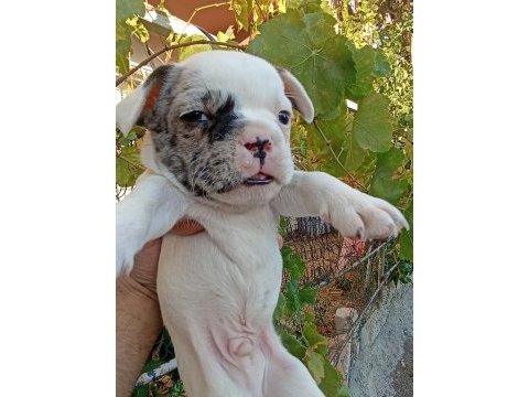 Anne altından eşsiz sağlıklı french bulldog yavrularım