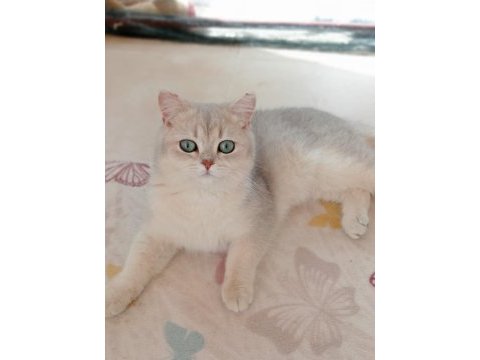 Şecereli golden erkek british shorthair kedime eş arıyorum