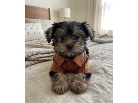 Teacup yorkshire terrier yavrular