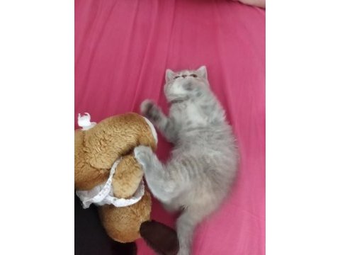 4 aylık kedimizi sahiplendirmek istiyoruz