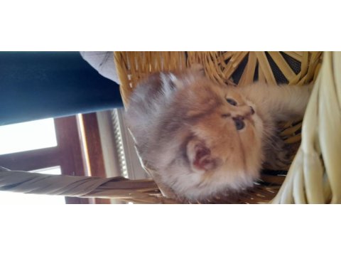 British longhair golden longhair dişi yavru
