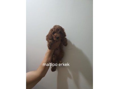 Poodle ve maltipoo yavrularımız yeni yuvasını arıyor