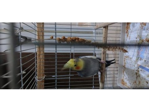1.5 yaşında kıpır kıpır erkek sultan papağanı