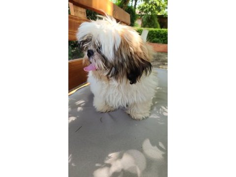 Dişi köpek çok şirin shih tzu