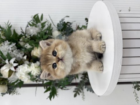 Black golden british shorthair prenses