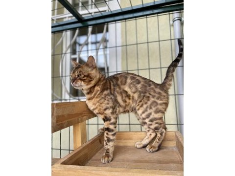 Show class brown bengal yavrular