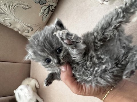 British longhair ve shorthair yavrular