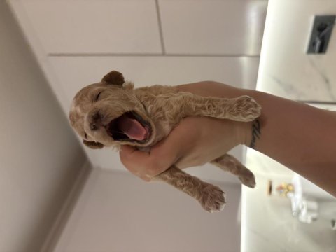Toy poodle dişi erkek sütten kesilmesine 2 hafta kaldı