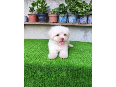 Maltese erkek yavru