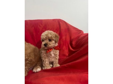 Yüksek kalite aşılı maltipoo yavrularımız
