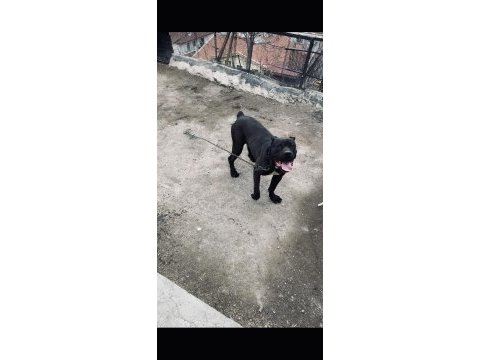 Orjinal adamcıl cane corso