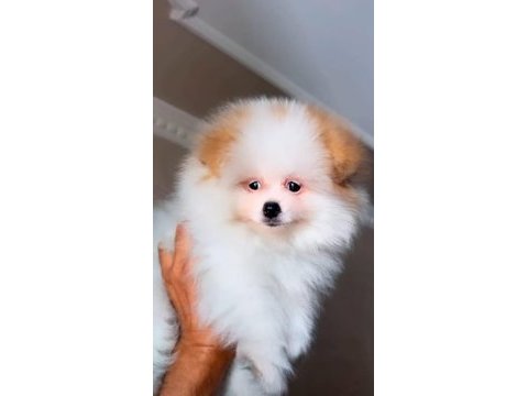 Pomeranian boo 3 buçuk aylık kredi kartı geçerlidir