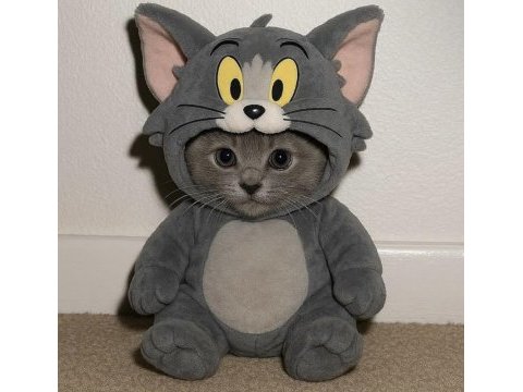 Bebek kedi