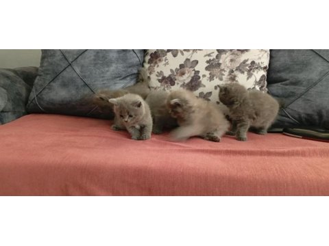 British shorthair yavrularımız