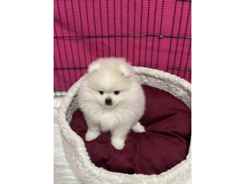 Pomeranian boo 3.5 aylık