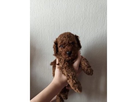 Ev ortamında bakılan kendi köpeğimizin yavrularıdır