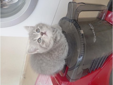 Yeni yuvalarına hazır yaramaz dişi kediler