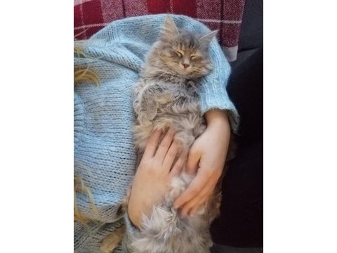 Kuki 3 yaşında dişi british longhair