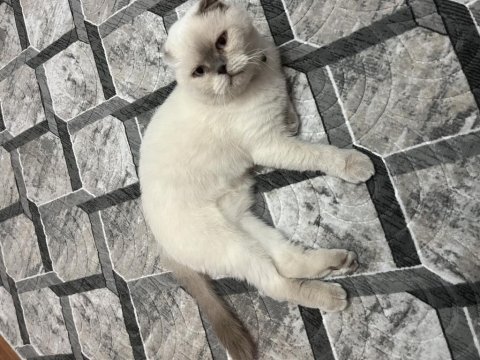 Ücretsiz sahiplendirme scottish fold kedisi