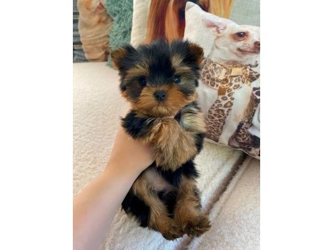 Micro teacup baby face yorkshire yavrular