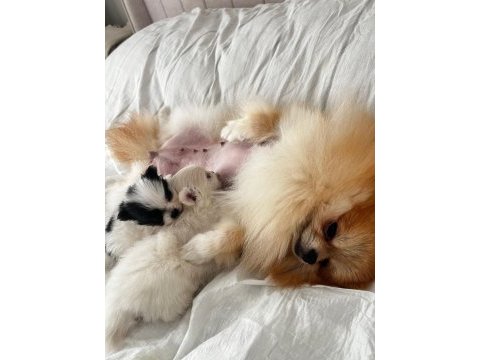 Erkek dişi pomeranian boo yavrular