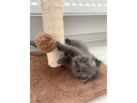 14 mart doğumlu scottish straight ve scottish fold