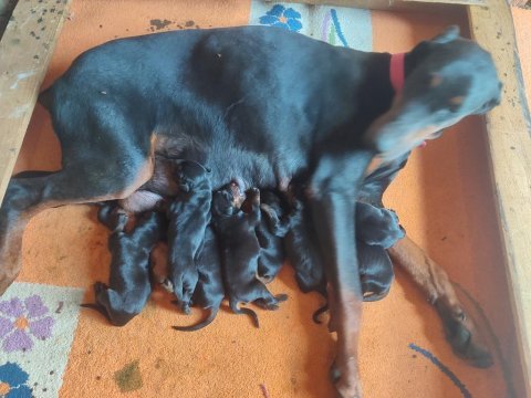Von dadashov soylu doberman bebekler
