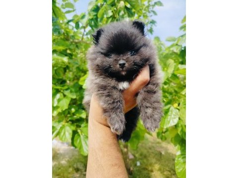 Siyah pomeranian yavrularımız