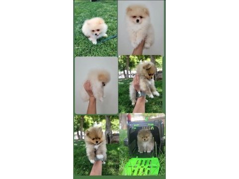 Pomeranian boo 6 aylık