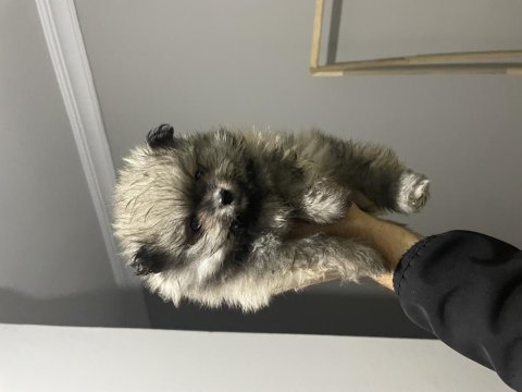50 günlük pomeranian