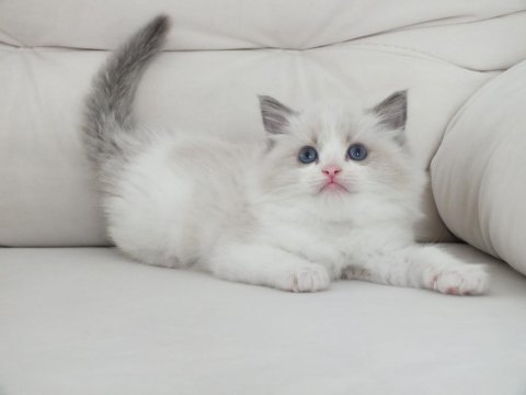 Full şecereli ragdoll yavruları