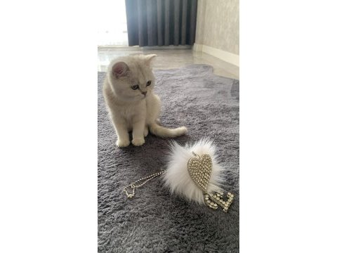 Scottish fold kedisi 5 aylık