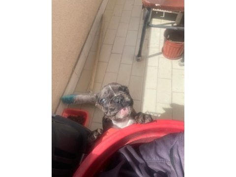 Güzeller güzeli merle french bulldog bebeğimiz