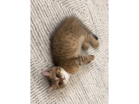 Anne baba british shorthair