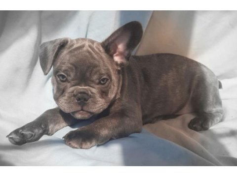 Fluffy, ısabella taşıyıcı exotic french bulldog erkekler