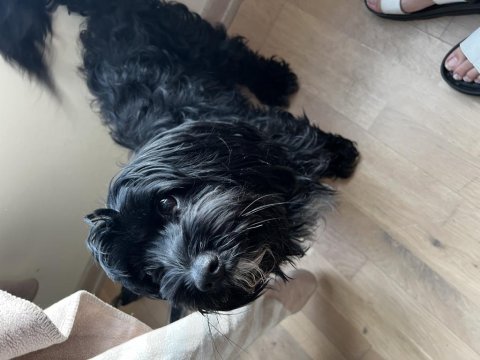 Siyah shih tzu terrier sahibini bekliyor
