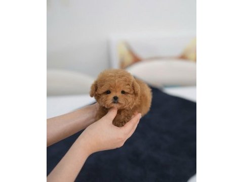 Orjınal kore teacup maltıpoo yavrumuz