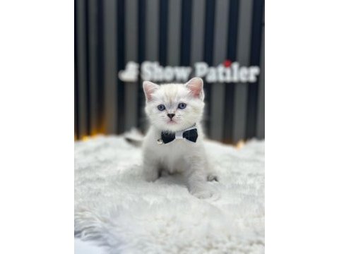 Baby face british shorthair lynx poınt