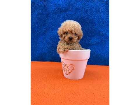 Show kalite kg boy garantili poodle