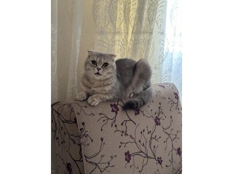 Scottish fold
