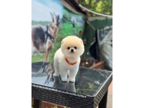 Ayıcık surat pomeranian