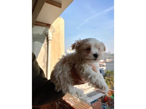 A kalite maltipoo yavrular