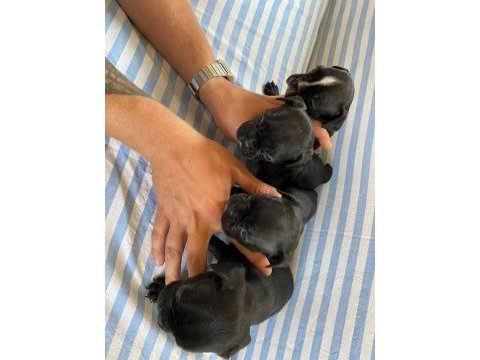 40 günlük french bulldog yavruları