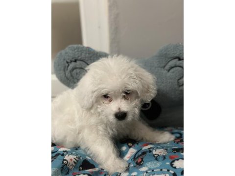 Maltese terrier kızımıza yeni yuva