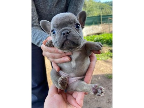 French bulldog tosuncuklar yeni ailelerini bekliyor