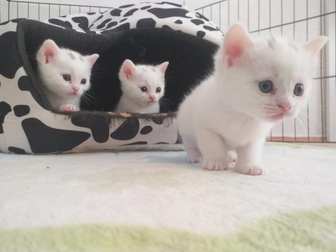 35 günlük van kedisi yavrular