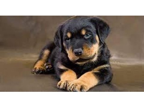 Üst kalite rottweiler yavrular